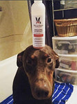 Warren London Exfoliating Butter Wash - Premium Conditioning Dog Shampoo - Pomegranate & Fig - 8 Oz