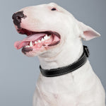 Joytale Reflective Dog Collar,Soft Neoprene Padded Breathable Nylon Pet Collar Adjustable for Medium Dogs,Black,M Medium (Pack of 1) Black