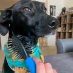Snuggle Puppy Grooming - Double Sided Brush - Small - Pin and Bristle Brush Combo - Helps Gently Remove Undercoat and Loose Hair from Pets