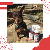 Speak Pet Products Natural Leave-in Conditioning Spray, for Dogs, Soothing Chery Almond Oatmeal, 17oz Soothing Cherry Almond
