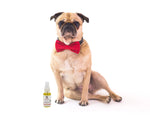Warren London Nose & Paw Pad Moisturizer for Dogs - Grapeseed Oil & Essential Oil Blend - Instant Relief Revitalizing & Moisturizing Spray for Softer Dog Paws - Made in USA - 1oz