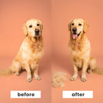Tangle Teezer | Pet Teezer | De-Shedding and Dog Grooming Brush | Dry Brush or Dog Bath Brush | Blue & Pink Blue and Pink