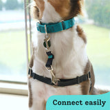 Gentle Creatures Collar Companion - Adjustable Collar Backup Clip for Dog Harness, Prong Collar, Pinch Collar, Gentle Lead - Double Ended Backup Clasp - Harness to Collar Safety Clip
